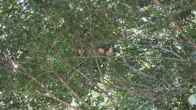 Cute little squirrel monkey jumping through the canopy of the tropical rainforest in the Cuyabeno wildlife reserve in the Amazon region of Ecuador.