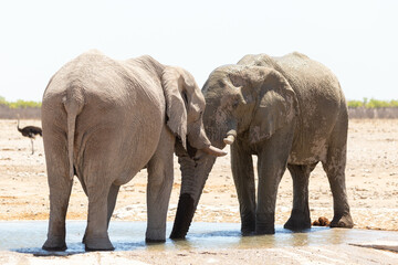 Two young bull elephants bonding head to head at a waterhole, one wet after splashing itself during a hot sunny morning, Etosha National Park, Namibia