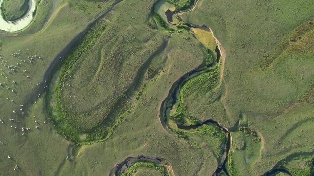 Aerial view of meander of meandering river in wide flat green meadow. Aerial view sheeps on plateau in turkey.
