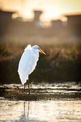 white egret