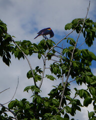 bird with its head down on a branch