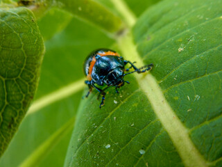 Fototapeta premium close-up of beetle on leaf