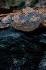 leaves on the rocks
