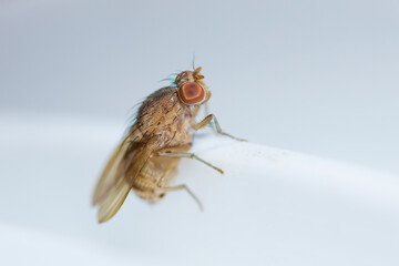 Female common fruit fly, Drosophila Melanogaster