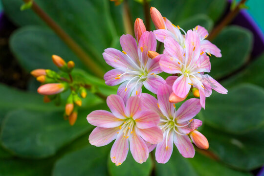 Blooming flowers with dew flowers and green leaves，Lewisia cotyledon - lewisia elise