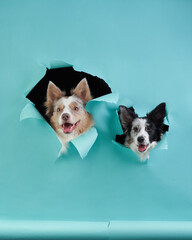 Happy Border Collies peek through a tear in turquoise paper, a playful studio capture. Funny dogs