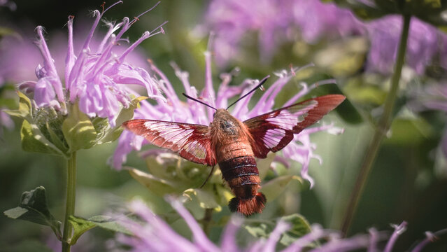 Hummingbird Hawk Moth pollinates purple wild bergamot flowers in pollinator garden, macro insect photo