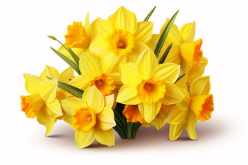 Vibrant daffodils against a pristine white backdrop.