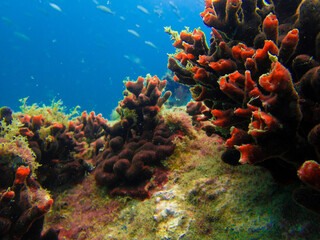 Magnificent underwater photos!