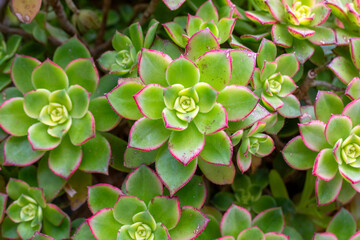 Close up of succulent plant in pot