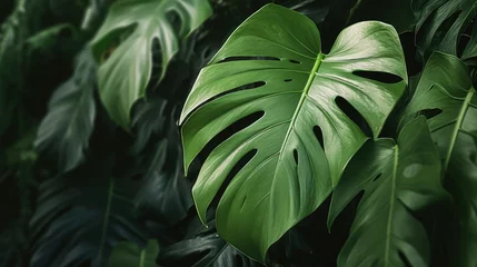 Foto op Plexiglas Closeup nature view of tropical green leaf © Voilla