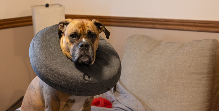 Adorable Pet Dog in Protective Cone or blow up Collar for Allergy Relief To Stop Him From Licking His Feet. 
 Veterinary Concept on Adobe Stock.  Pet Photography.