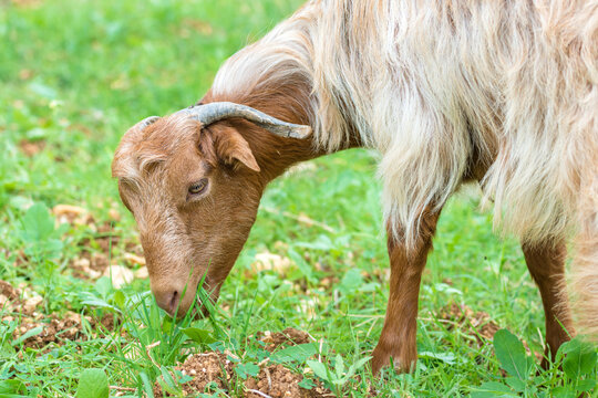 Awassi Baladi sheep grazing