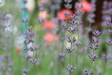 Lavender flowers close-up with blurred background in garden