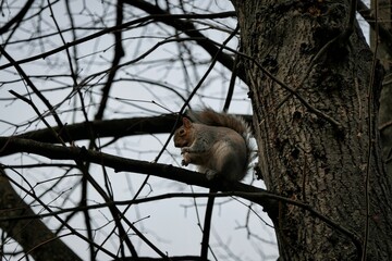 Gray squirrel perched on a tree branch eating a nut surrounded by a beautiful natural environment