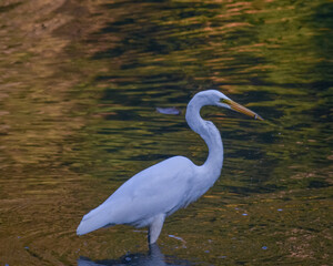 Egret