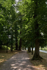 Fototapeta premium Hradec Kralove, Czech Republic - July 22, 2023 - the Jirasek Park on a summer sunny day