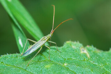 Green Grass Bug on a leaf, genus Stenodema
