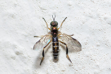 Dull Four-Spined Legionnaire soldier fly, Chorisops Tibialis