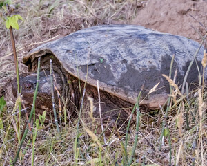 Snapping turtle