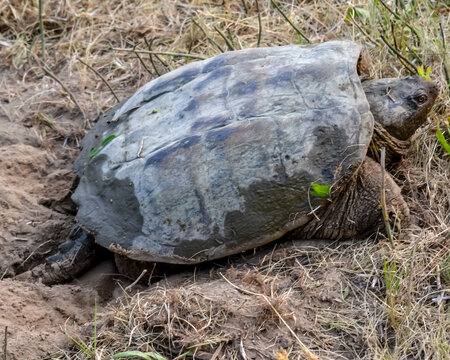 Snapping turtle