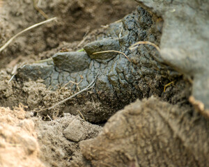 Snapping turtle