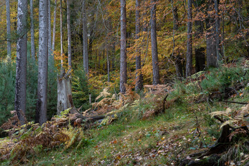 Herbst Farben Wald Stimmung lebhaft Freude