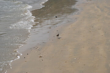 A smart bird is waiting for the wave to leave to eat crabs. South India