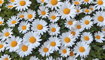 Daisy flower Background
