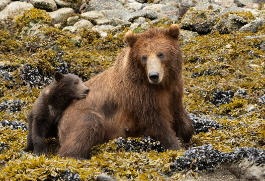 brown bear cub cuddle with its mother