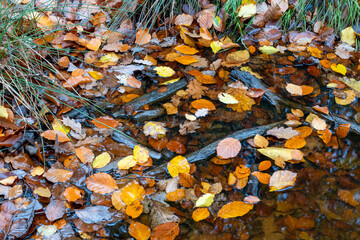 Obraz premium Herbst Farben Wald Stimmung lebhaft Freude