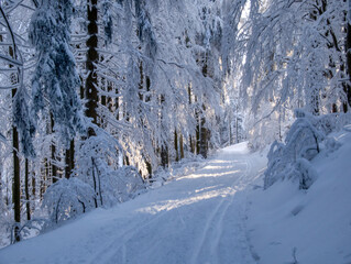 Winter landscape with fresh snow covered trees