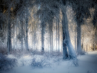 Winter snowy landscape with fresh snow covered trees - Powered by Adobe