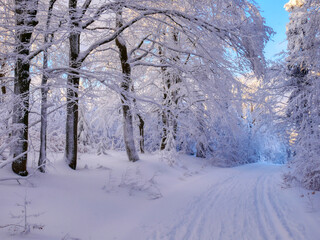 Winter landscape with fresh snow covered trees