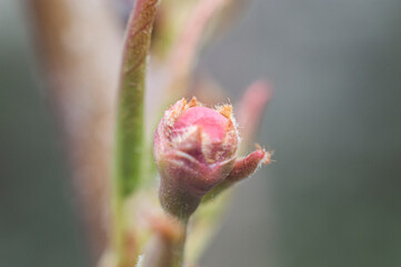 the born of a flower