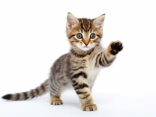 awesome epic photo of cat on white background national geographic style