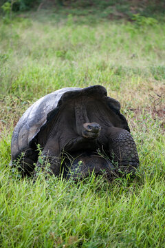 Dome shaped Giant Tortoise ( Geochelone elephantopus ) on Santa Cruz in the Galapagos