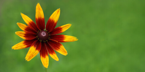 Close up Large flower of red and yellow daisy. Blooming rudbeckia Black-eyed Susan in the summer garden. Rudbeckia Hirta. Wild flower in nature. Beautiful yellow flower. Floral background.  - obrazy, fototapety, plakaty