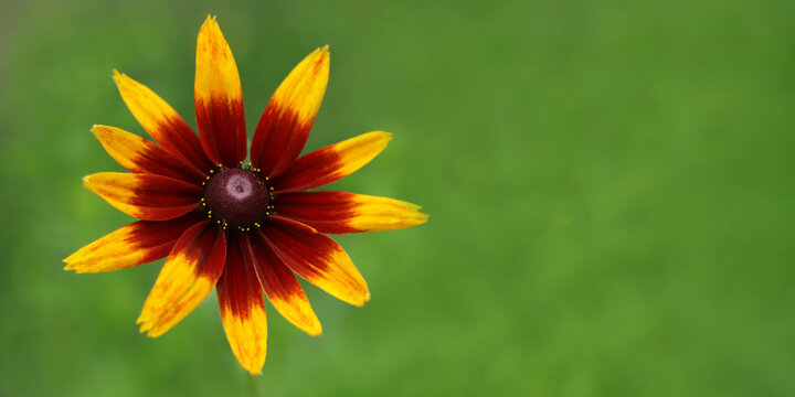 Close up Large flower of red and yellow daisy. Blooming rudbeckia Black-eyed Susan in the summer garden. Rudbeckia Hirta. Wild flower in nature. Beautiful yellow flower. Floral background.  - Powered by Adobe