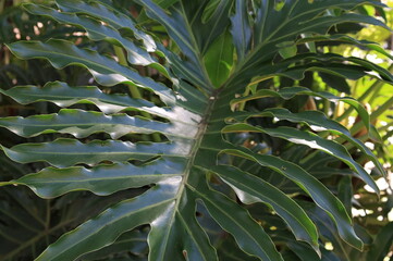 Beleza Tropical: Folhas de Costela de Adão