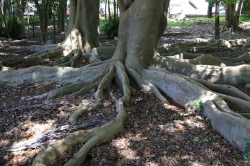 
tree roots in their most different shapes and forms