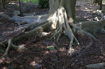 
tree roots in their most different shapes and forms