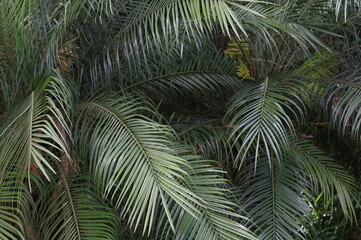 Palmeira leque licuala grandis arecaceae em detalhe para jardins sob o sol da manhã