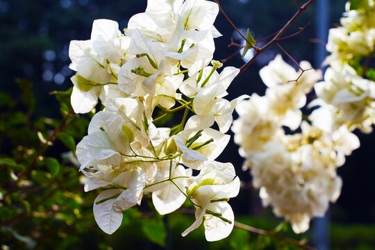 Close-up of white Bougainvillea spectabilis flowers growing outdoors