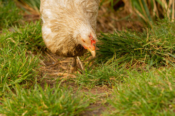 Biała kura szukająca pożywienia | A white hen looking for food