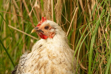 Biała kura w trawie | White hen in grass