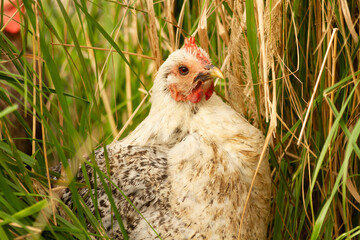 Biała kura w trawie | White hen in grass - obrazy, fototapety, plakaty