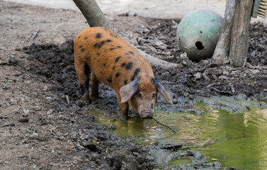 Oxford Sandy and Black pig stands by the water.