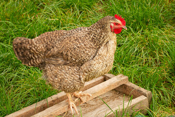 A hen waiting for feed and sitting on the feeder  | Kura czekająca na paszę siedząc na karmniku - obrazy, fototapety, plakaty