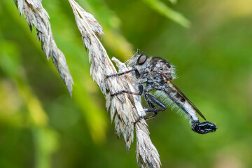 Robber fly with a moth prey, Machimus Sadyates
